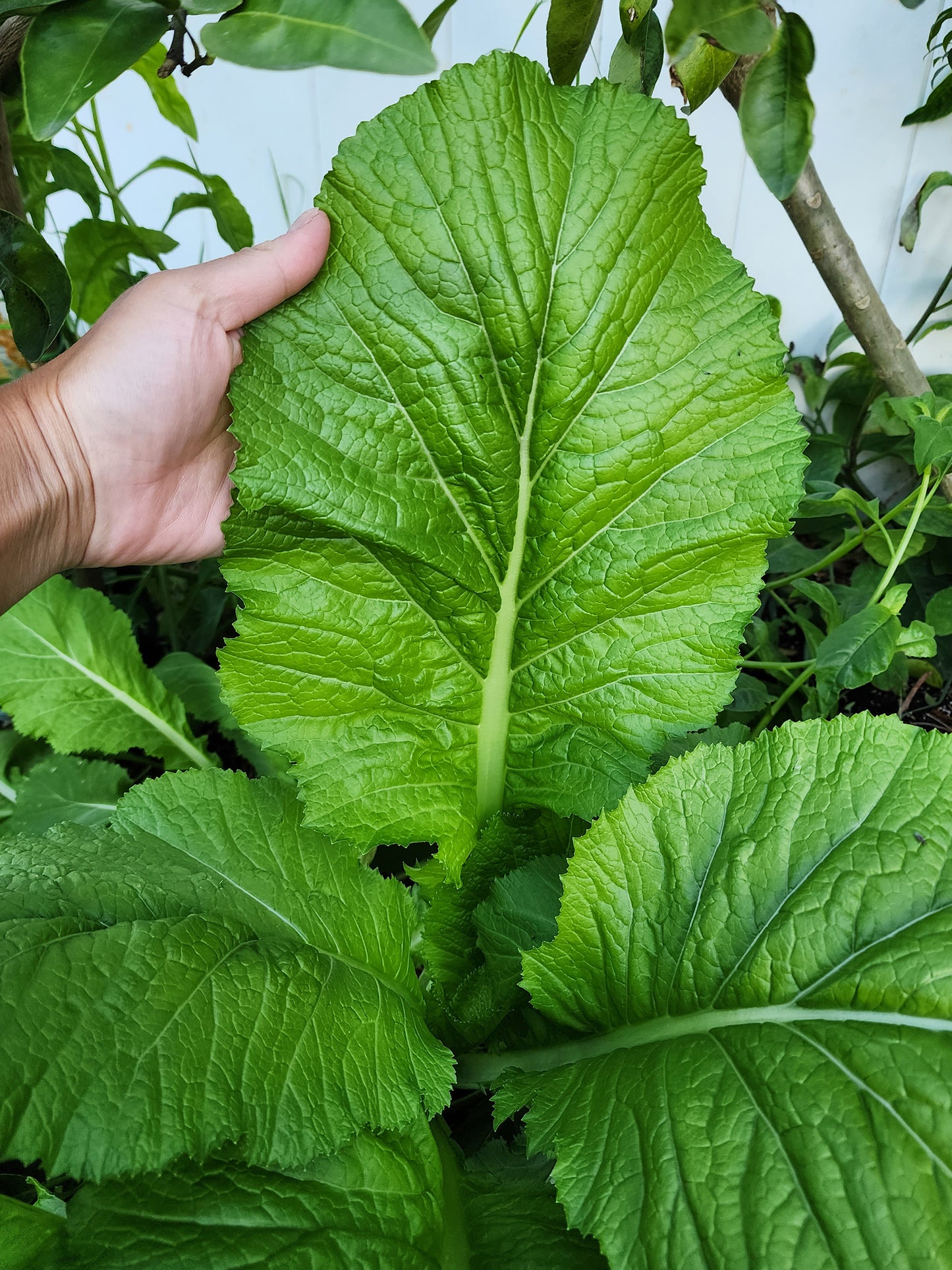 Florida Broadleaf Mustard Green Seeds