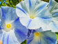 Flying Saucers Morning Glory Seeds