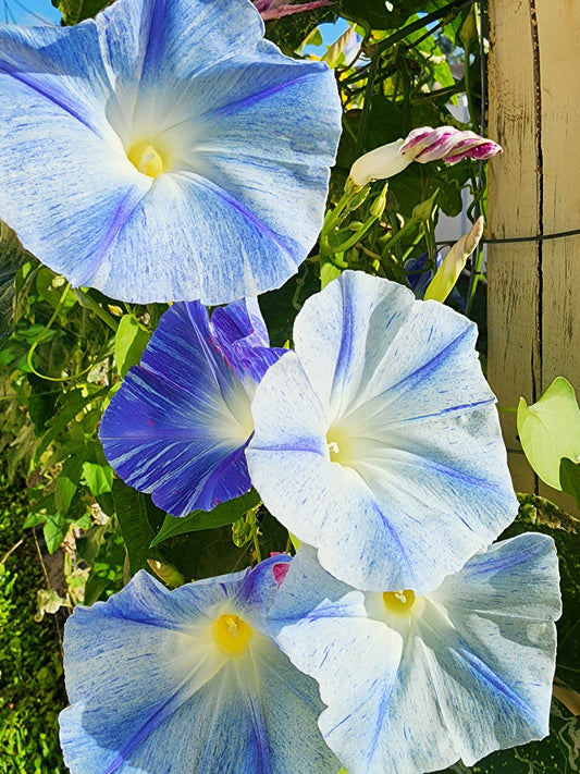 Flying Saucers Morning Glory Seeds