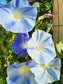 Flying Saucers Morning Glory Seeds