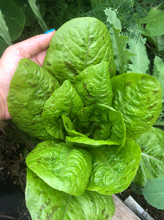 Freckles Romaine Lettuce Seeds