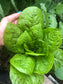 Freckles Romaine Lettuce Seeds