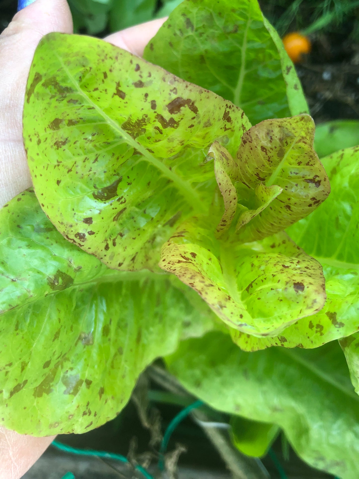 Freckles Romaine Lettuce Seeds