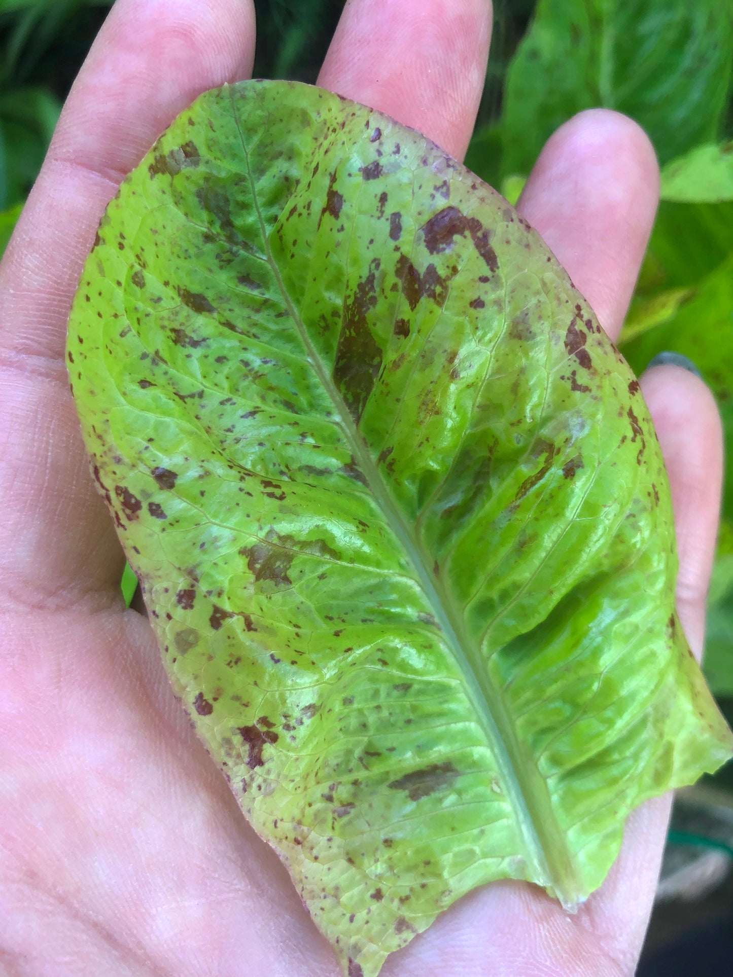 Freckles Romaine Lettuce Seeds