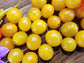 Galapagos Yellow Currant Tomato Seeds