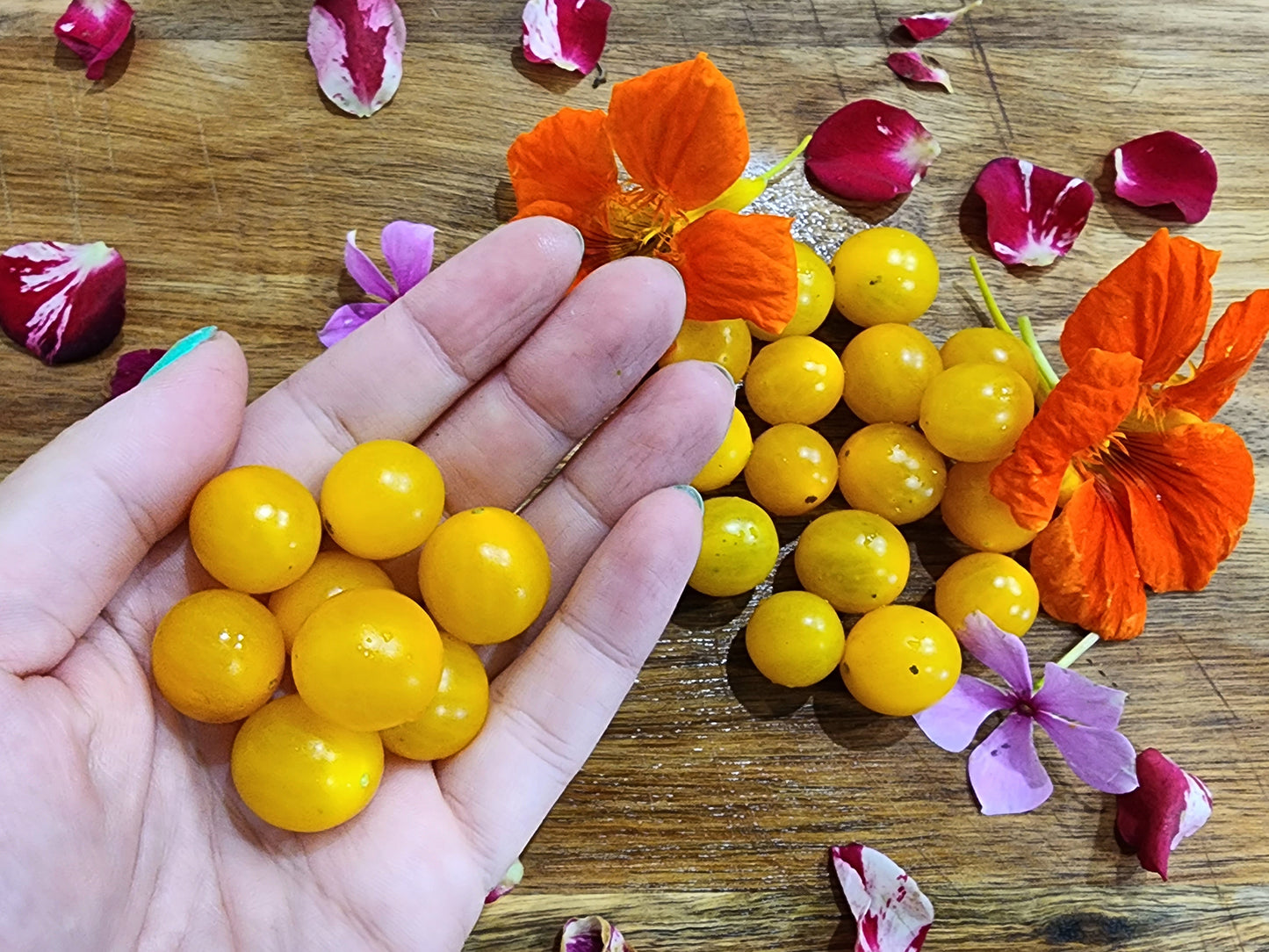 Galapagos Yellow Currant Tomato Seeds