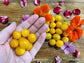 Galapagos Yellow Currant Tomato Seeds