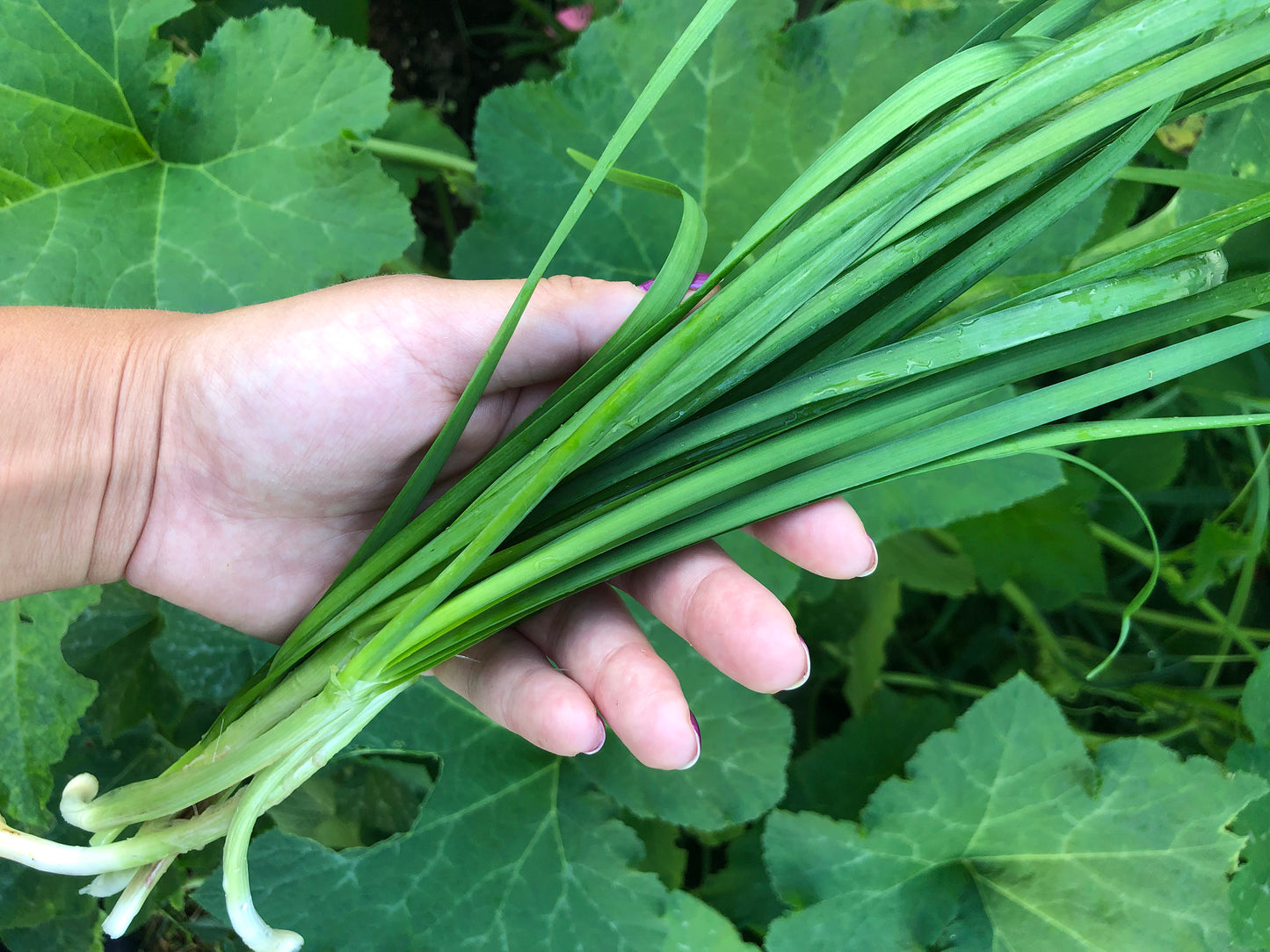 planting garlic chive seeds Garlic Chive Seeds – Hardy Perennial Herb – Jerra's Garden