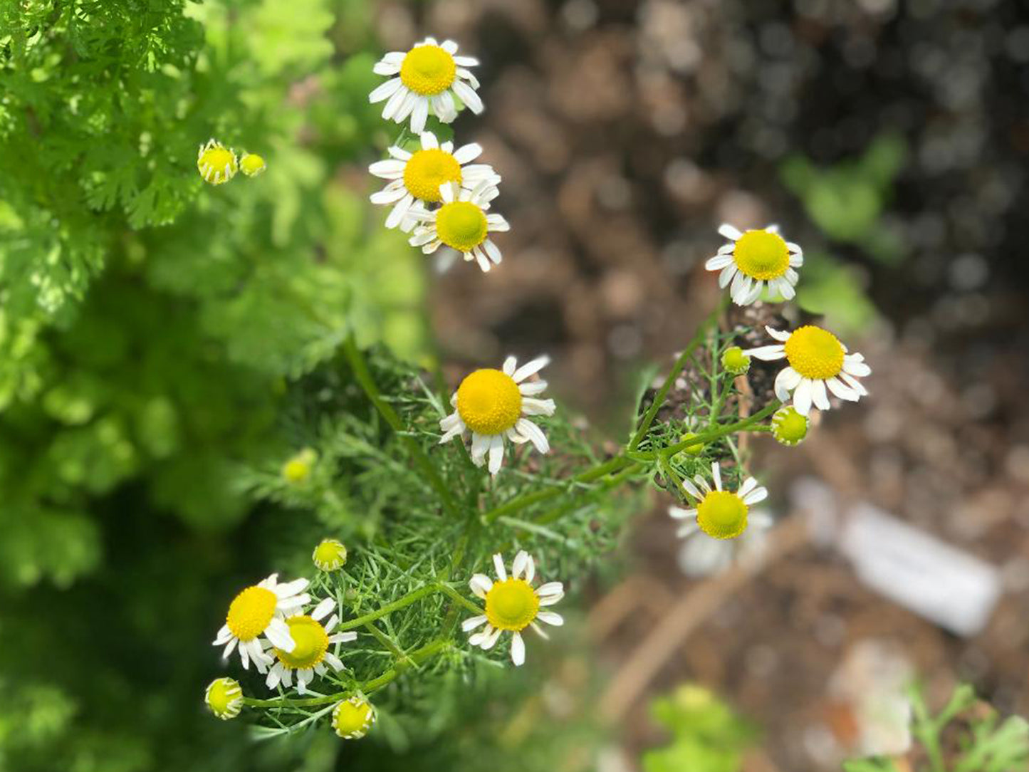 German Chamomile Seeds