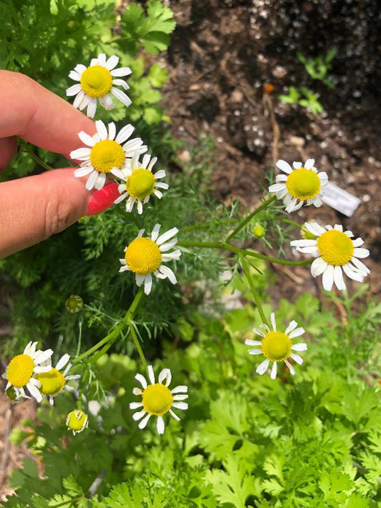 chamomile plant from seed German Chamomile Seeds – Heirloom Tea Herb – Jerra's Garden
