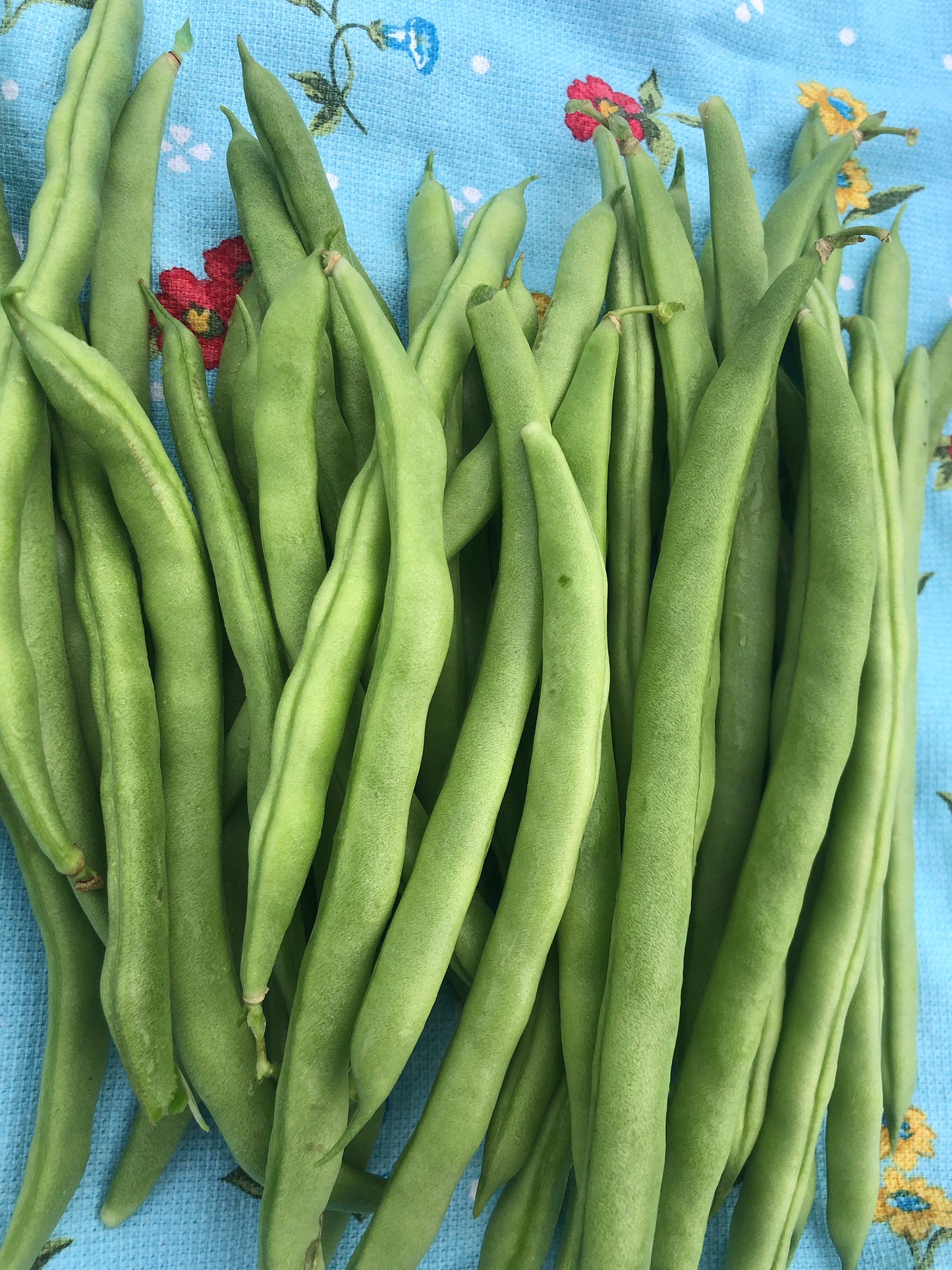 Super Productive Green Pole Bean Seeds