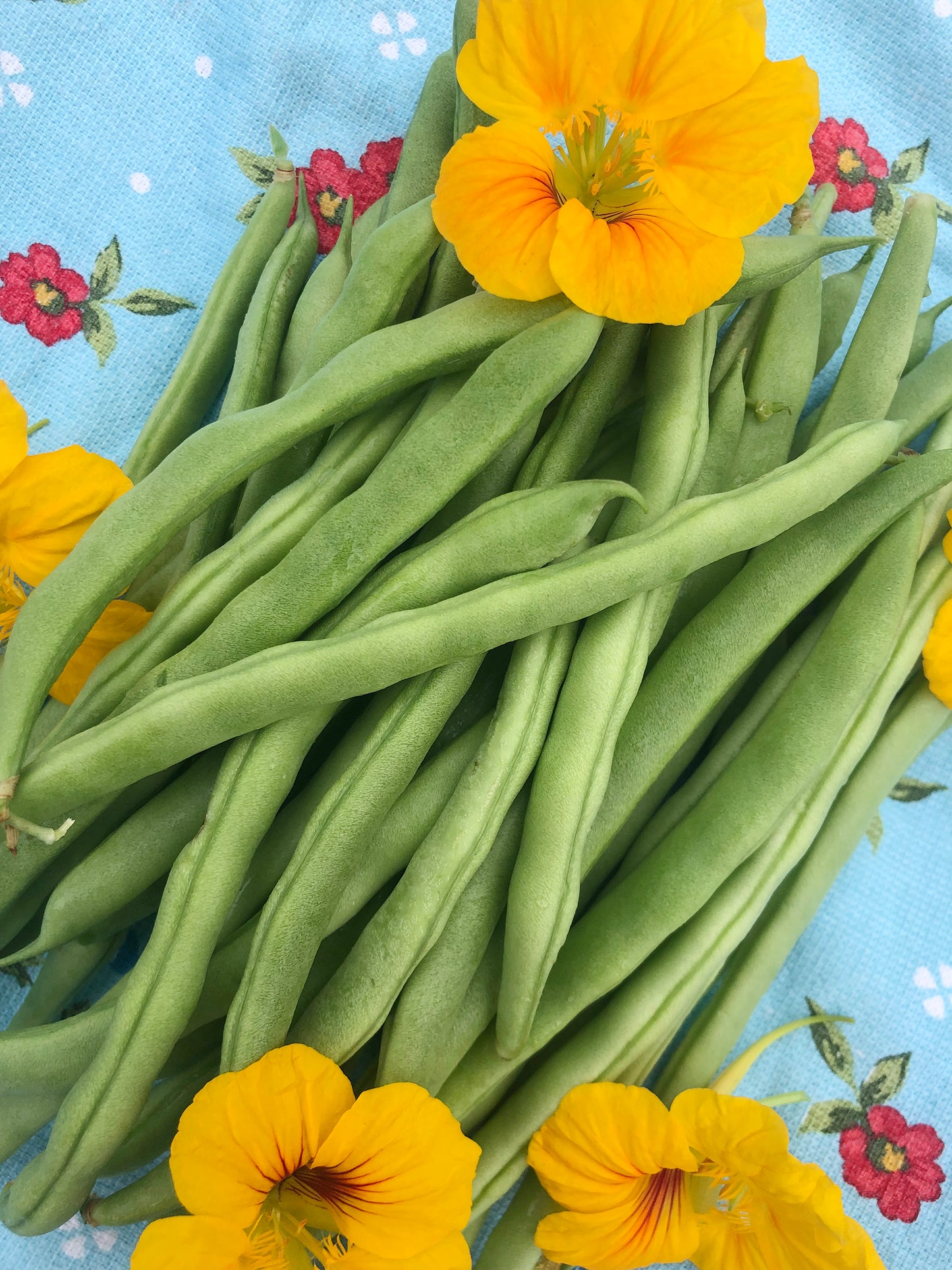 Super Productive Green Pole Bean Seeds
