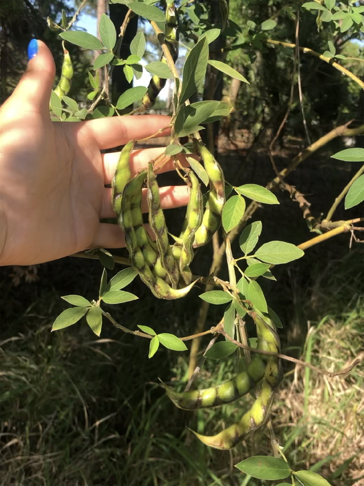 Pigeon Peas aka Guandules Seeds