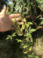 Pigeon Peas aka Guandules Seeds