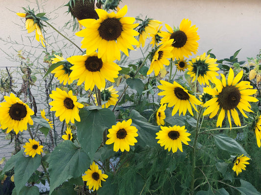 Henry Wilde Sunflower Seeds
