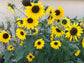 Henry Wilde Sunflower Seeds