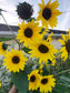 Henry Wilde Sunflower Seeds