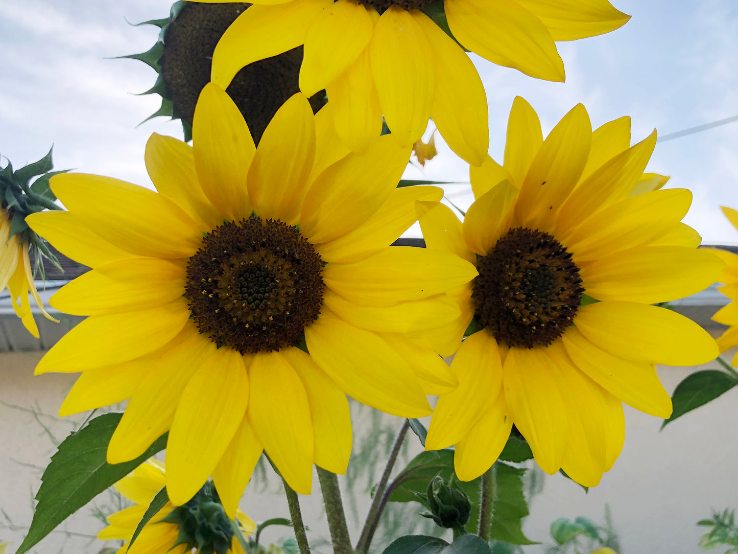 Henry Wilde Sunflower Seeds