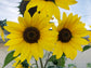 Henry Wilde Sunflower Seeds