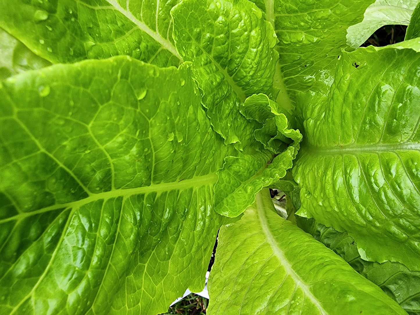 Jericho Romaine Lettuce Seeds