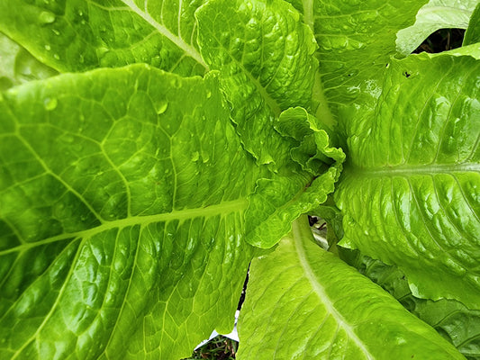 Jericho Romaine Lettuce Seeds