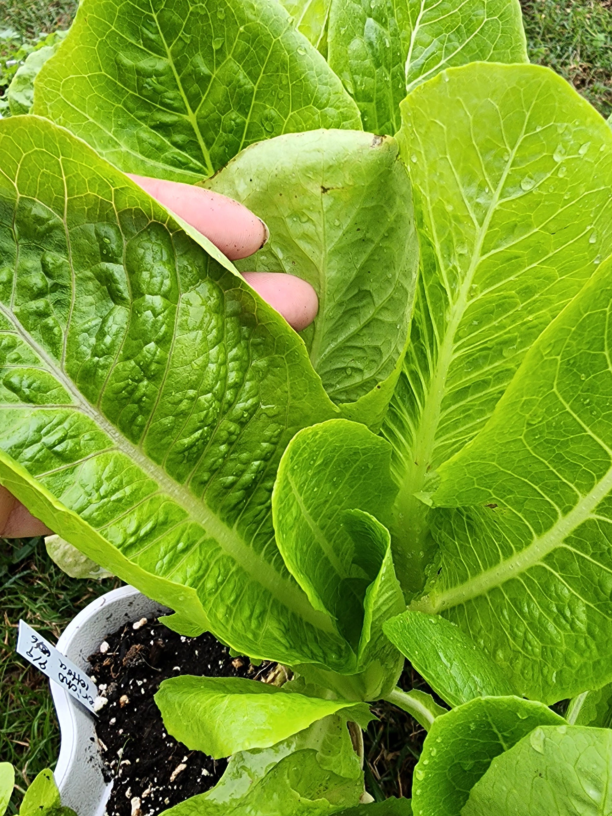 romaine lettuce seed planting Jericho Romaine Lettuce Seeds