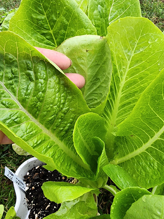 Jericho Romaine Lettuce Seeds