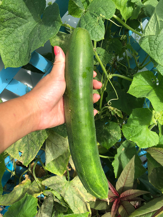 Jibai Shimoshirazu Japanese Cucumber
