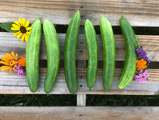 Jibai Shimoshirazu Japanese Cucumber