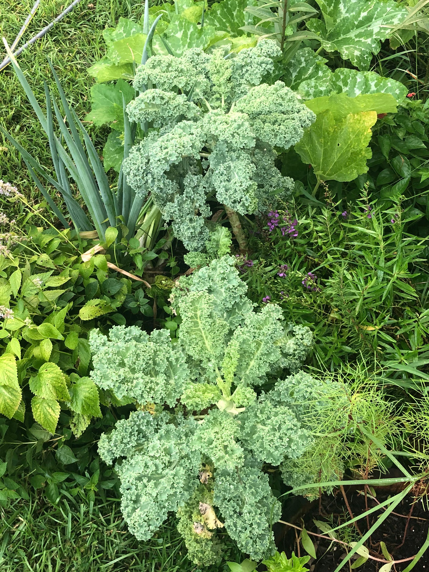 Vates Blue Scotch Curly Leaf Kale Seeds