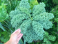 Vates Blue Scotch Curly Leaf Kale Seeds
