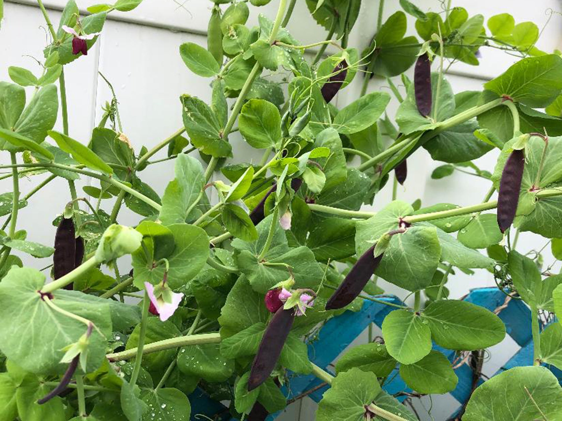 king tut plant seeds King Tut Purple Podded Peas – Historic Heirloom Seeds – Jerra's Garden