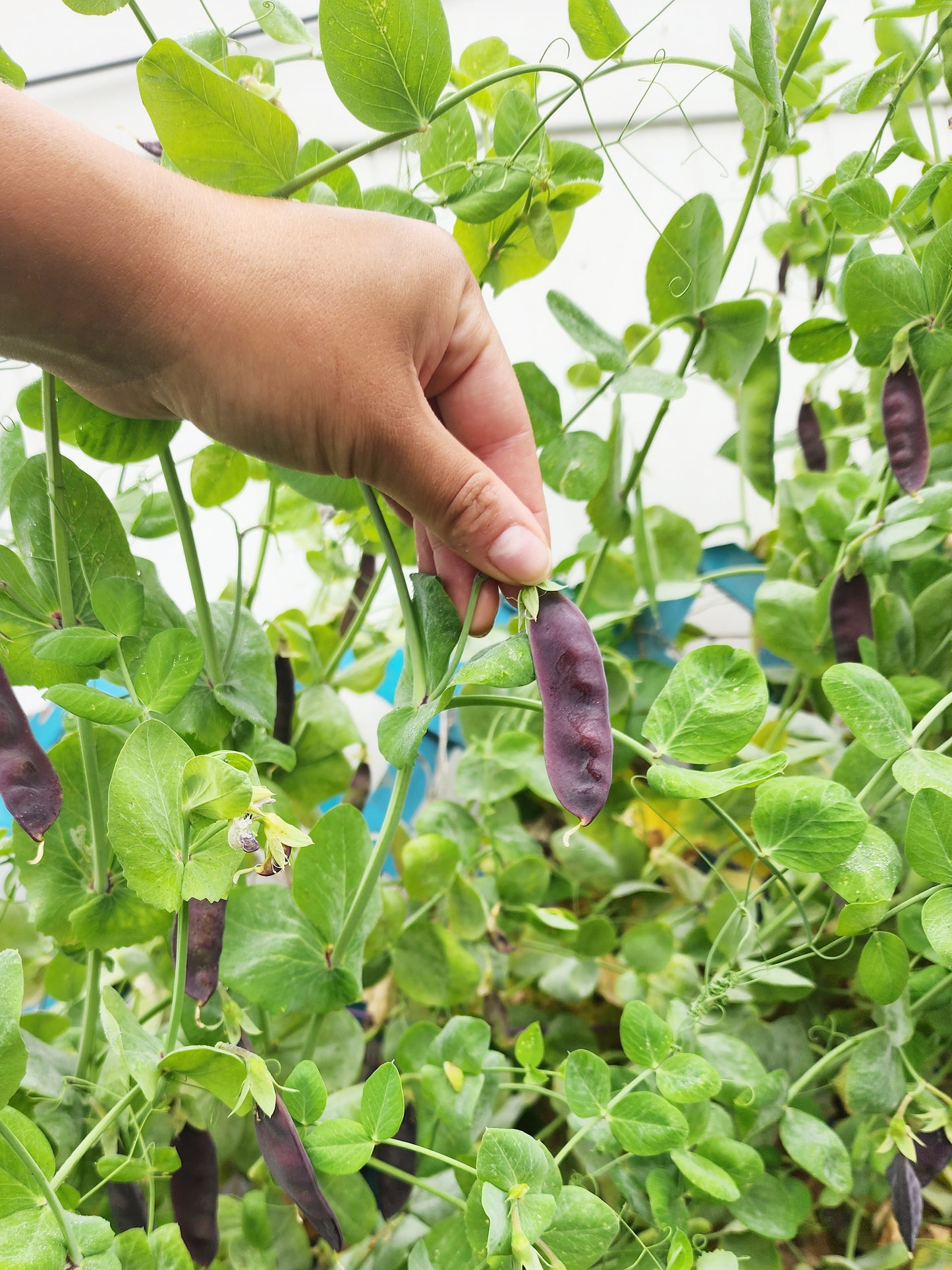 king tut plant seeds King Tut Purple Podded Pea Seeds