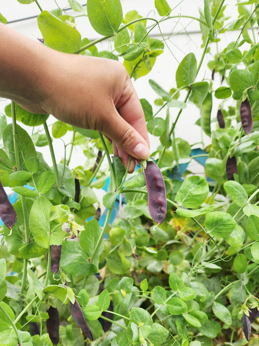 King Tut Purple Podded Pea Seeds
