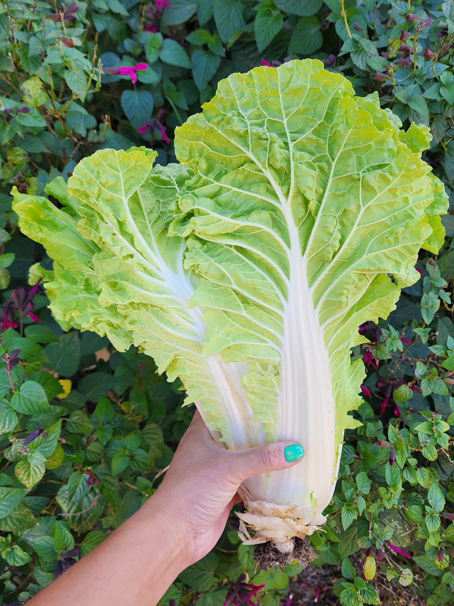 Kogane Napa Cabbage Seeds