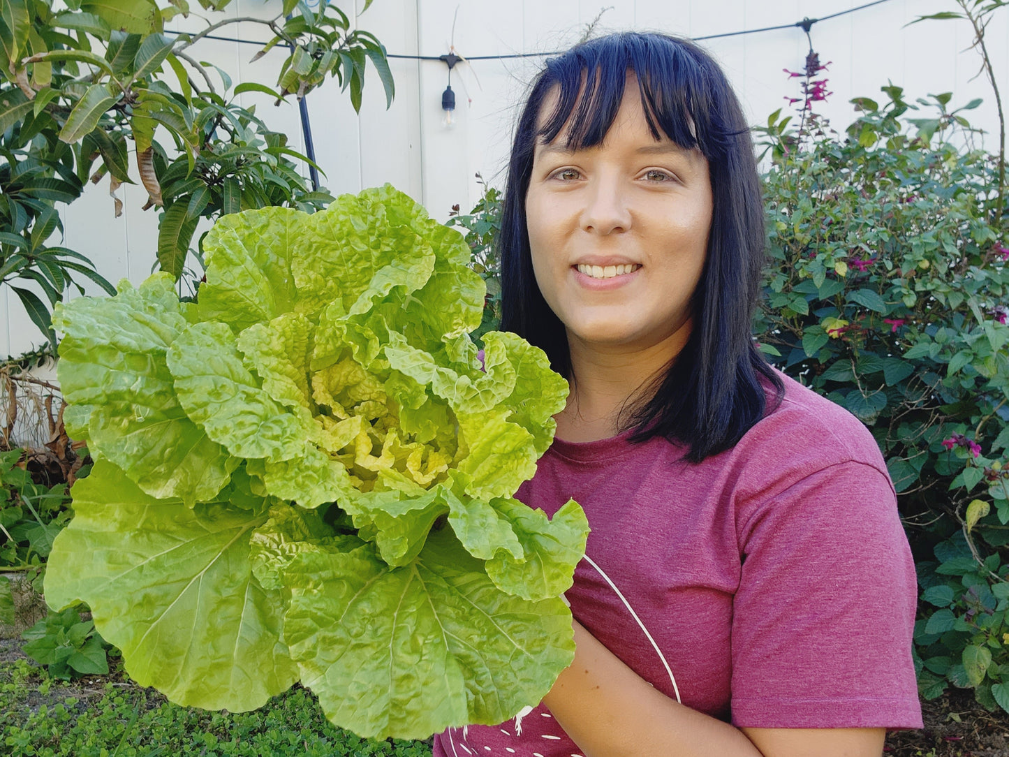 Kogane Napa Cabbage Seeds