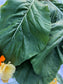 Komatsuna Mustard Greens Seeds
