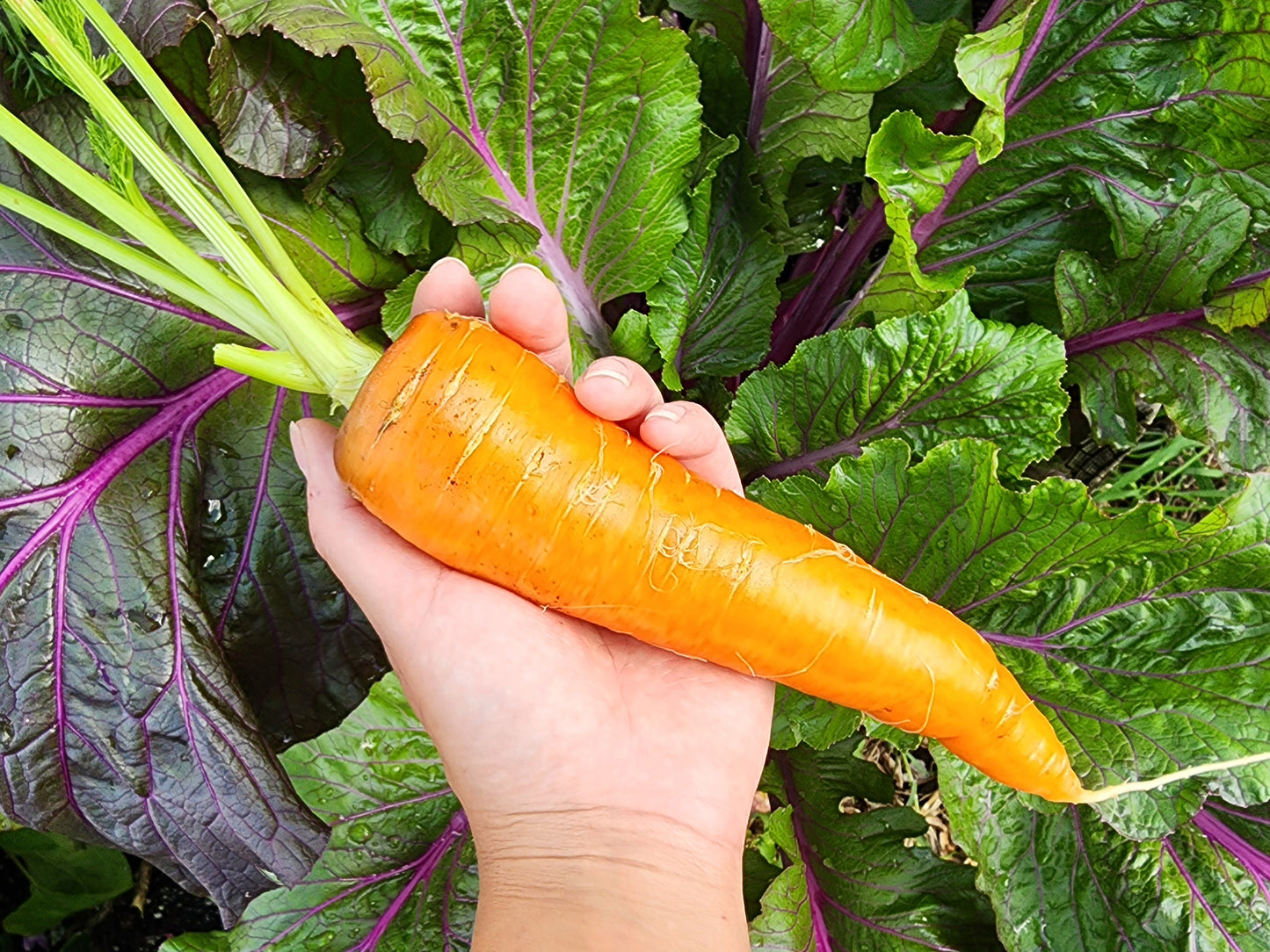Kuroda Japanese Carrot Seeds