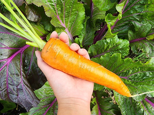Kuroda Japanese Carrot Seeds