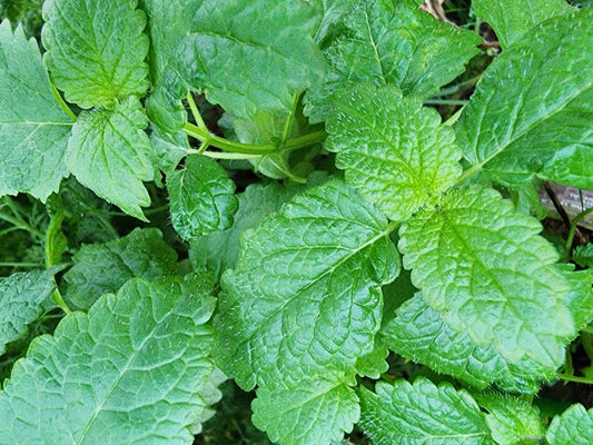Lemon Balm Mint Herb Seeds