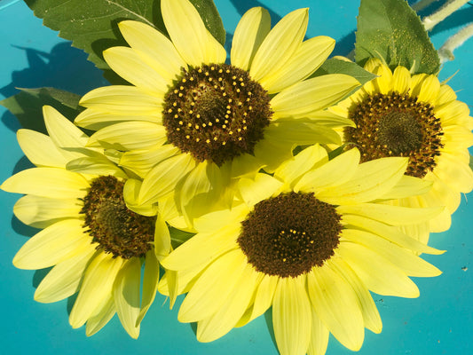 Lemon Queen Sunflower Seeds