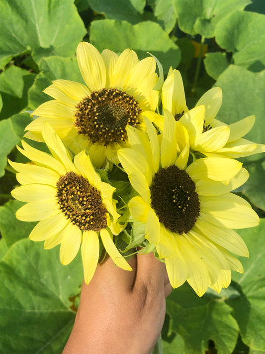 Lemon Queen Sunflower Seeds