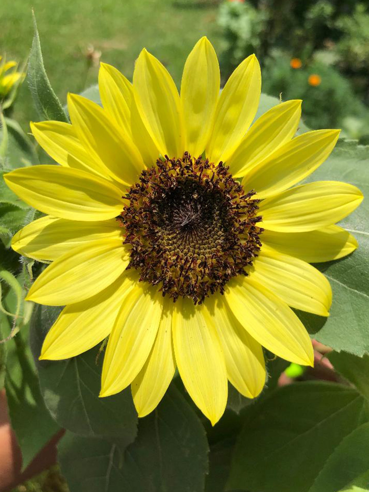 Lemon Queen Sunflower Seeds
