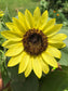Lemon Queen Sunflower Seeds