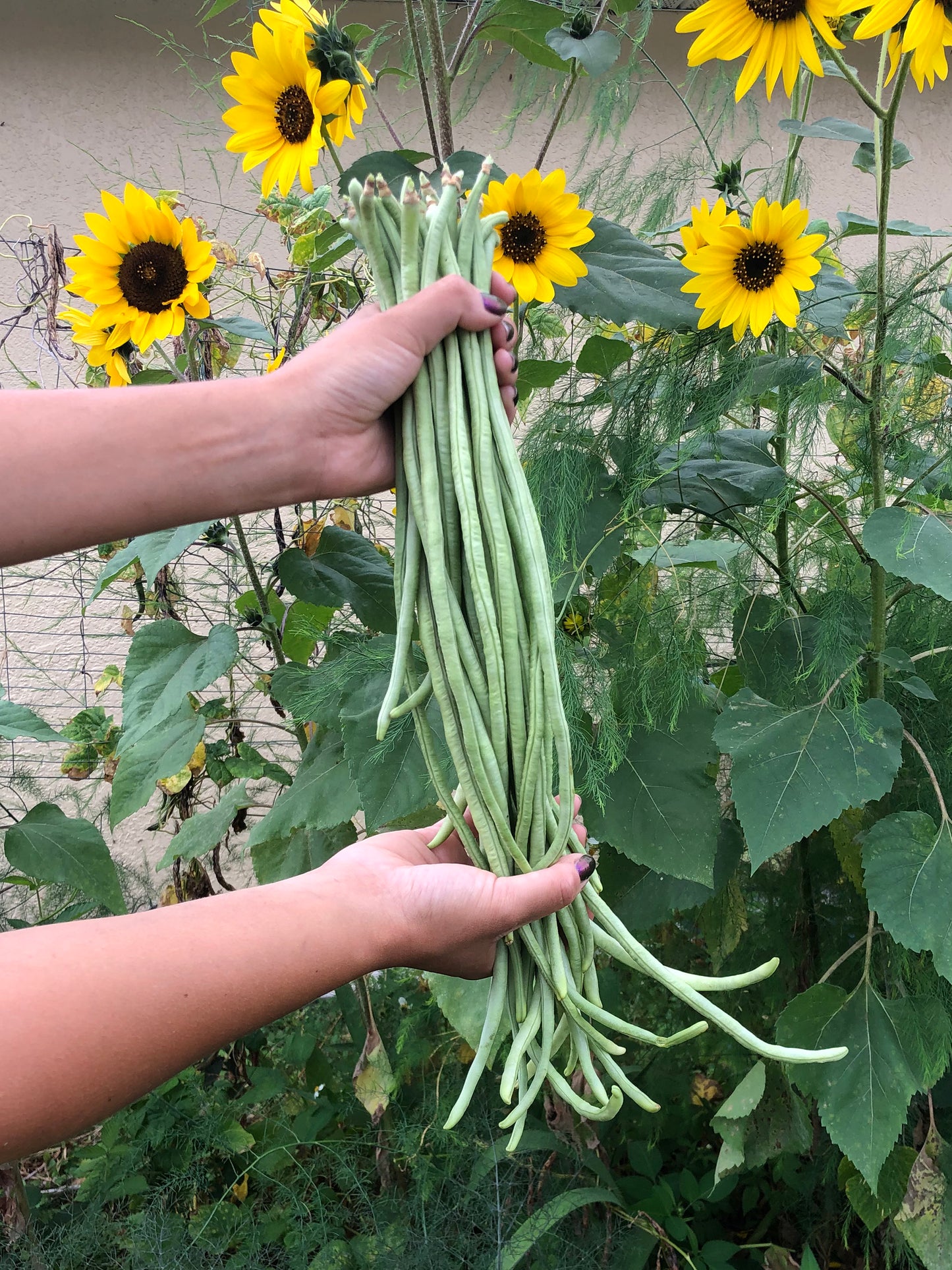 Light Green Yard long Beans Seeds