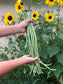Light Green Yard long Beans Seeds