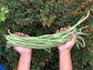 Light Green Yard long Beans Seeds