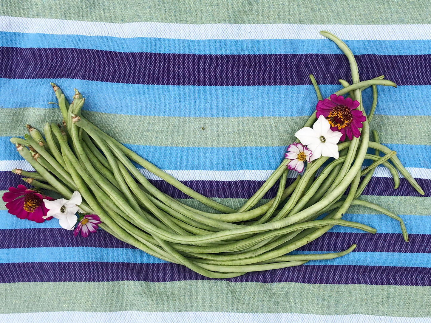 Light Green Yard long Beans Seeds
