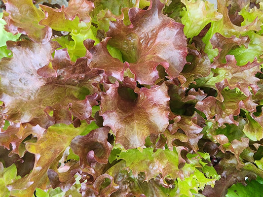 Lollo Rosso Lettuce Seeds