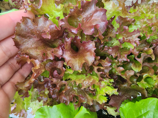 Lollo Rosso Lettuce Seeds